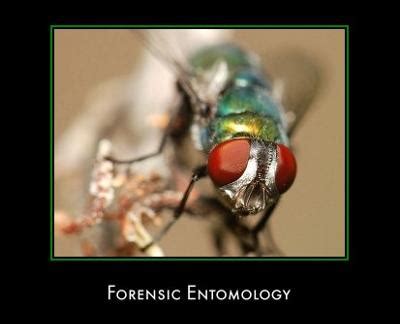 Forensic Entomology Project