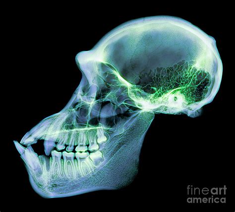 Chimpanzee Skull Photograph by D. Roberts/science Photo Library - Fine ...