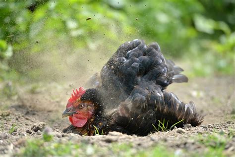 How to Get Rid of Chicken Mites and Lice Naturally | Freedom Ranger ...