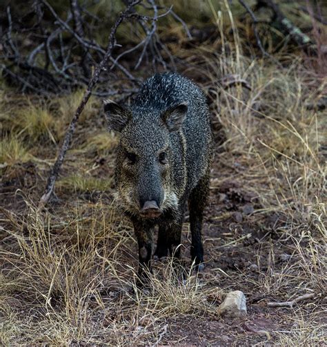 Javelina - Collared Peccary Photograph by Renny Spencer - Fine Art America