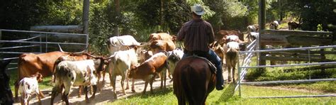 Texas Longhorn Ranch