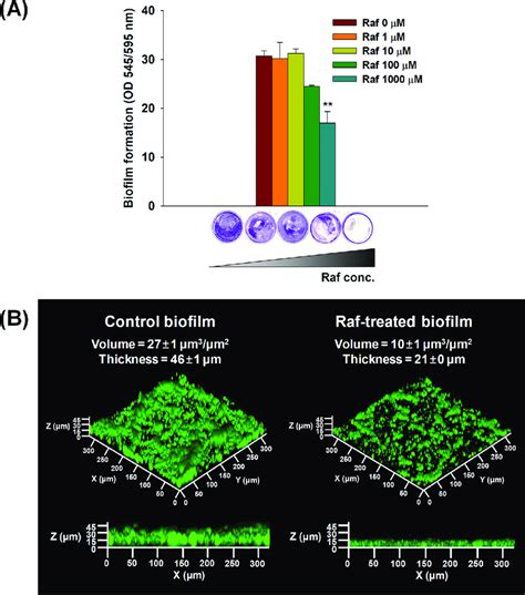 Streptococcus mutans biofilm formation following raffinose treatment ...