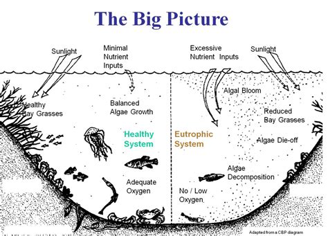 Aquatic Ecosystems & Eutrophication Iasmania - Civil Services Preparation Online ! UPSC & IAS ...