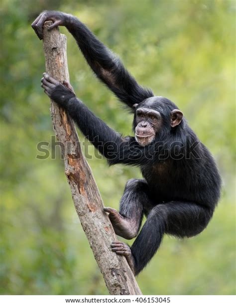 19,537 Monkey Climb Images, Stock Photos & Vectors | Shutterstock