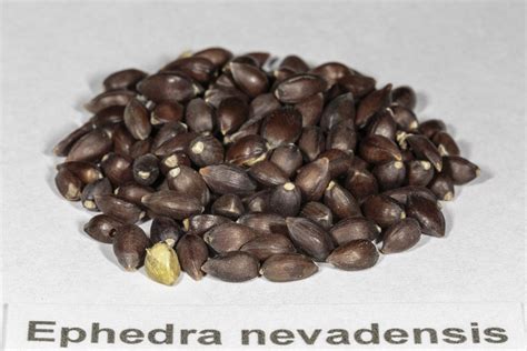 Ephedra nevadensis Seeds – NDG Botanicals