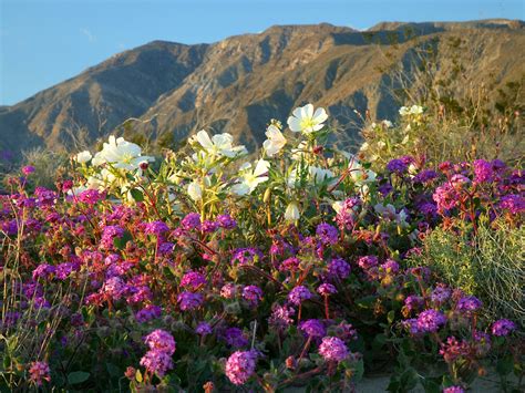 🔥 Download Spring Flowers In The Desert by @nicholasharmon | Spring in the Desert Wallpapers ...