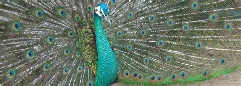 Peafowl Breeds - Peacocks UK