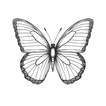 Butterfly Drawing PNG Transparent Images Free Download | Vector Files | Pngtree