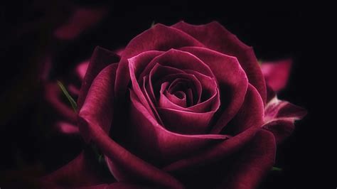 Pin by LENA on WALLPAPERS PC | Flower close up, Rose flower wallpaper, Rosé close up