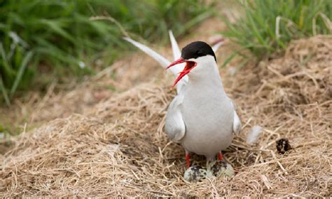 Arctic Terns