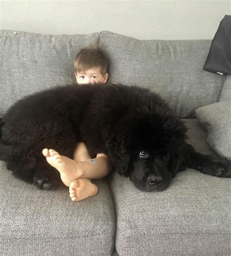 25 Adorable Pictures Of Newfoundlands That Are Shockingly Massive