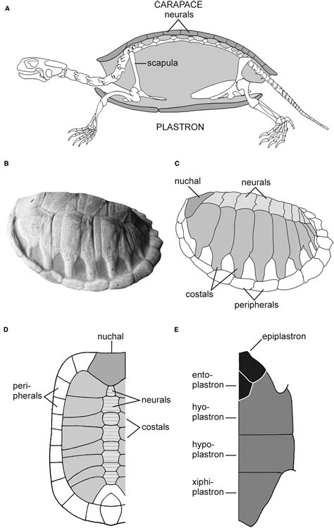 The origin of the turtle body plan: evidence from fossils and embryos ...