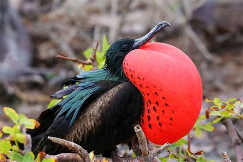 The Five Species Of Frigatebird Living In The World Today - WorldAtlas