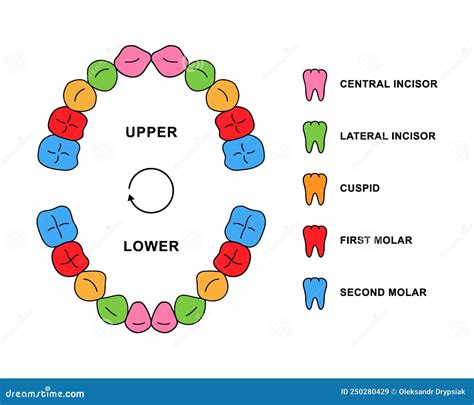 Primary Teeth Dentition Anatomy with Descriptions. Child Jaw Parts - Central Incisor, Lateral ...