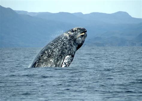 Gray Whale Breaching | Smithsonian Ocean