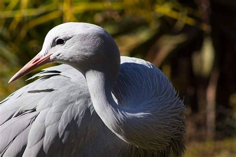 South Africa's national bird, the blue crane. 📸 captured by our wildlife and travel photography ...