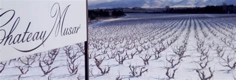 Cabernet Sauvignon – Cinsault | Red Wine Grape Bend | Wine-Searcher