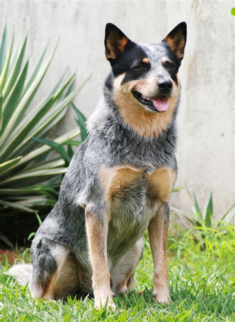 Blue Heeler Names - 200 Brilliant Ideas For Australian Cattle Dog Puppies