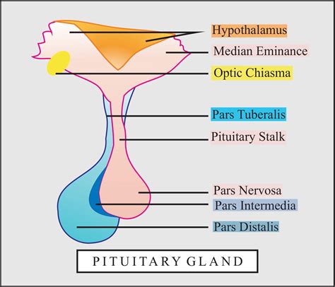 I am a pea-shaped gland located at the base of the brain. I am also ...