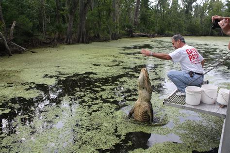 Cajun Pride Swamp Tours! #Louisiana #Swamp #Tours #Alligator | Swamp ...