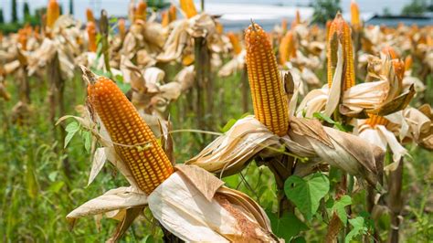 Maize vs Corn: What's The Difference? | Horticulture.co.uk