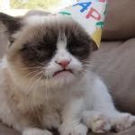 Grumpy Cat Meme Generator - Imgflip