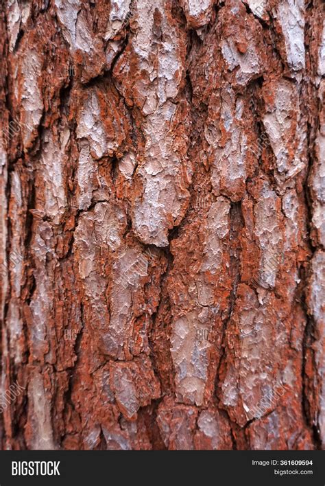 Tree Pine Bark Image & Photo (Free Trial) | Bigstock