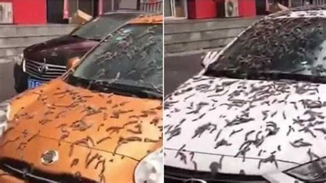 It rained worms in China: What is this strange phenomenon ...