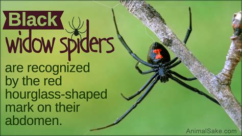 Hair-raising Facts About the Black Widow Spider - Animal Sake