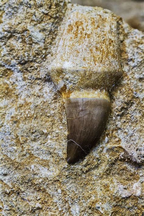 Fossil Dinosaur Claw in Stone Up Close in Nice Detail Stock Image - Image of cretaceous ...