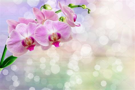 Orchid flower close up — Stock Photo © MaxPayne #101617094