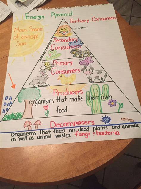 Food Chain Lesson Plan 4th Grade - Lesson Plans Learning