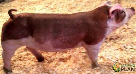 Hereford Pig: Hereford Breed Guidelines - Farming Plan