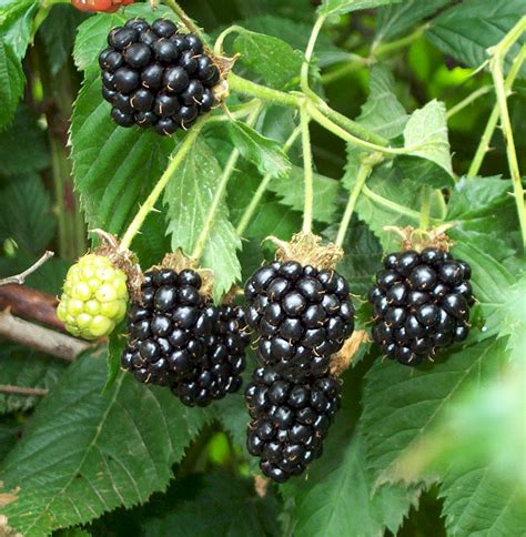 Blackberries: Planting, Growing and Harvesting Blackberry Bushes | The ...