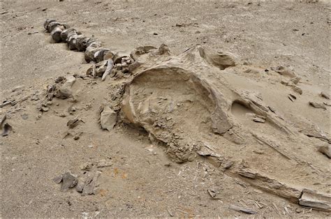 Cañon de los Perdidos: Whale fossils - Ica Desert, Go Get Peru