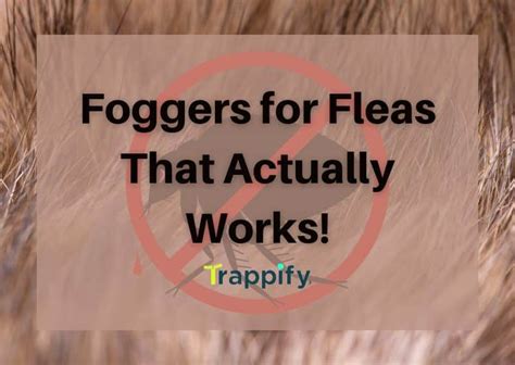 Foggers for Fleas That Actually Works!