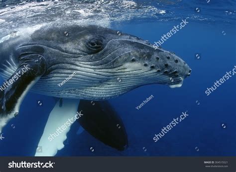 227,019 Whale Images, Stock Photos & Vectors | Shutterstock