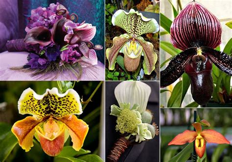 Varieties of Lady Slipper Orchids | Unique flowers, Orchids, Lady ...