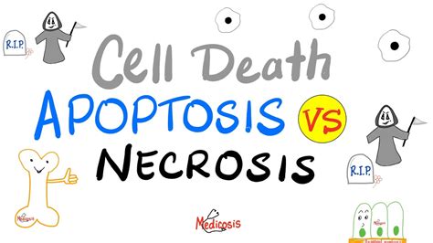 Apoptosis Vs Necrosis | Comparison | Cell Death | Pathology Lectures - YouTube