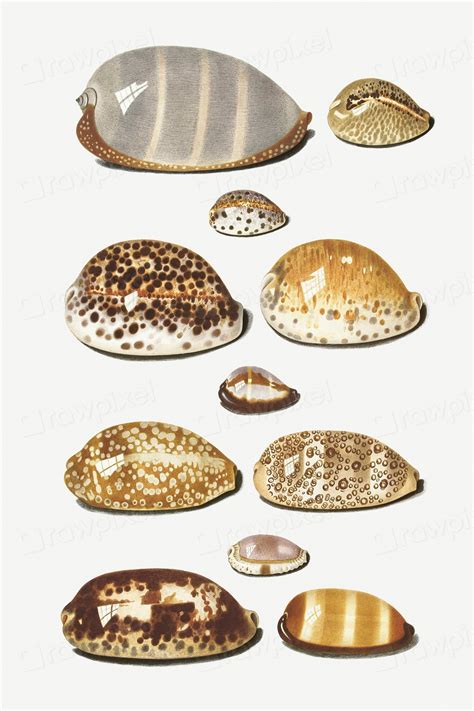 Vintage cowry shell collection illustration | Premium PSD - rawpixel