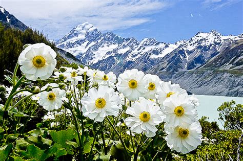 New species of Flora and Fauna found in East Himalayas - One World News