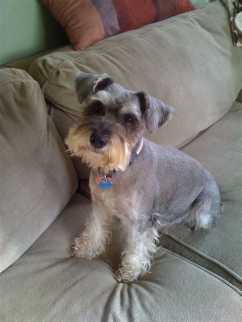 after shot of home haircut........very cute! | Petit chien, Chien ...