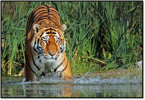 Weekend Thrill in Jim Corbett National Park