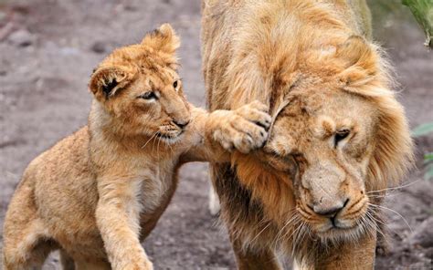 Lion cub playing with his father wallpaper | animals | Wallpaper Better