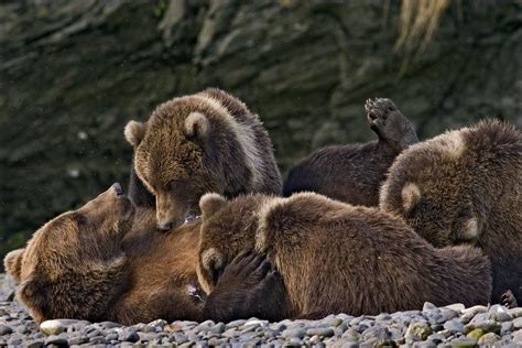 Kodiak Brown Bear Nursing Cubs - Taken by my Dad in Kodiak, AK (2005 ...