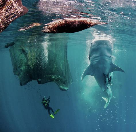 Vertical Feeding Whale Shark by Paul Cowell Photography