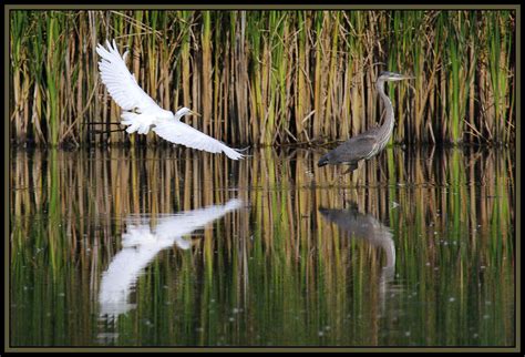 Marshland Birds (10 pics): Pentax SLR Talk Forum: Digital Photography Review