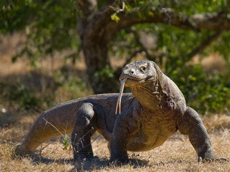 Four baby Komodo dragons have hatched at San Antonio Zoo | Shropshire Star