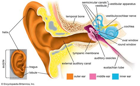 Diagram Of The Parts Of The Ear