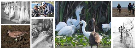 Manomet's History - Manomet Conservation Sciences